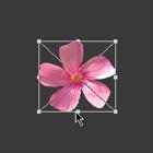 ʹAdobe Photoshop CS6gif
